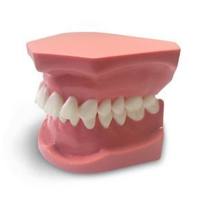 Anatomisches Modell / Dental 1