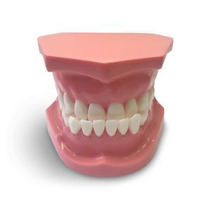 Anatomisches Modell / Dental 1