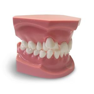 Anatomisches Modell / Dental 1