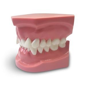 Anatomisches Modell / Dental 1