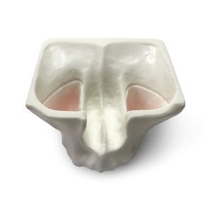 Anatomisches Modell / Tunica serosa 1