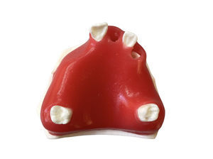 Anatomisches Modell / Zahnfleisch 1