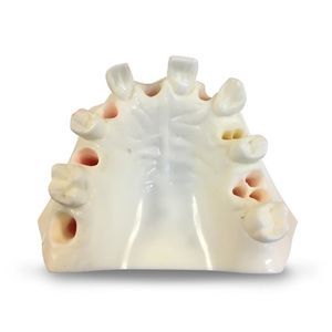 Anatomisches Modell / Kiefer 1