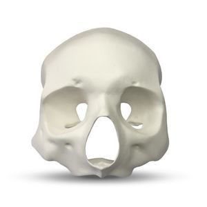 Gesicht anatomisches Modell 1
