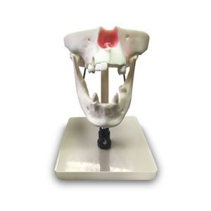 Anatomisches Modell / Tunica serosa 1