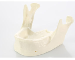 Anatomisches Modell / Kiefer 1