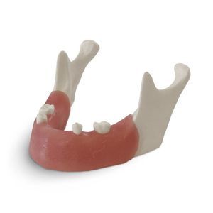 Anatomisches Modell / Unterkiefer 1
