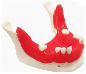 Anatomisches Modell / Unterkiefer 1