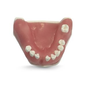 Anatomisches Modell / Unterkiefer 1