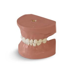 Anatomisches Modell / Zahn 1