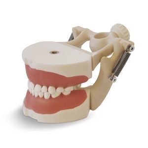 Anatomisches Modell / Zahn 1