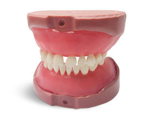 Anatomisches Modell / Zahn 1