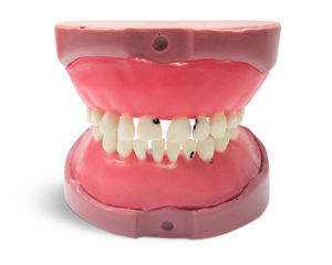 Anatomisches Modell / Zahn 1