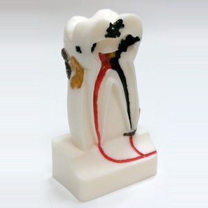 Anatomisches Modell / Zahn 1