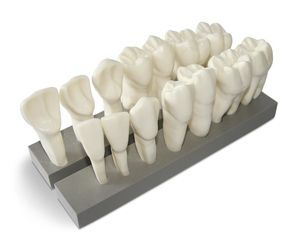 Anatomisches Modell / Zahn 1