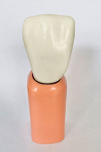Anatomisches Modell / Zahn 1