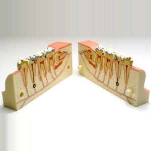 Anatomisches Modell / Unterkiefer 1