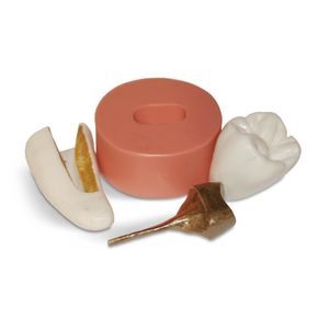 Anatomisches Modell / Zahn