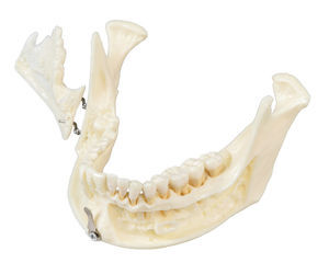 Anatomisches Modell / Unterkiefer 1
