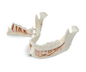 Anatomisches Modell / Nerv