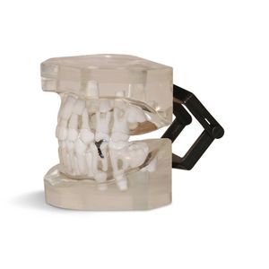 Anatomisches Modell / Unterkiefer 1