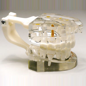 Anatomisches Modell / Zahn 1