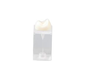 Anatomisches Modell / Dental 1