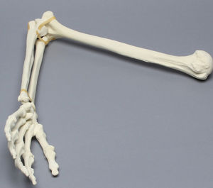 Anatomisches Modell / Arm / für Ausbildung / mit Gelenk / Schaumstoff