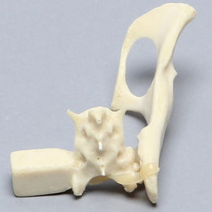 Anatomisches Modell / Becken