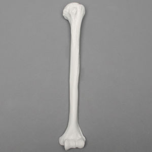 Anatomisches Modell / Humerus