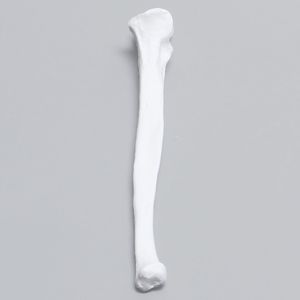 Anatomisches Modell / Arm