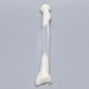 Anatomisches Modell / Radius