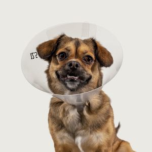 Hundekragen