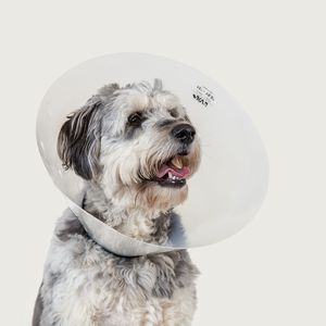 Hundekragen