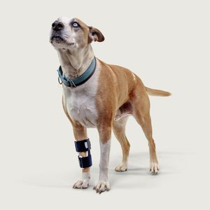Veterinär-Schiene / für Pfote