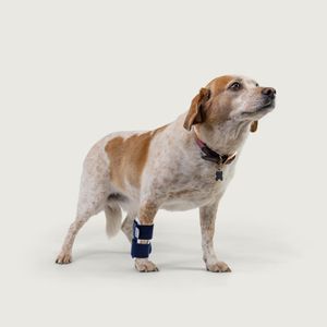Veterinär-Schiene / für Carpaltunnel