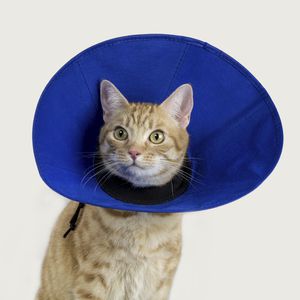 Kragen für Katzen