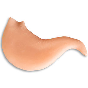 anatomisches Magenmodell