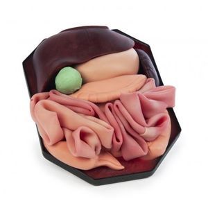 anatomisches Magenmodell 1