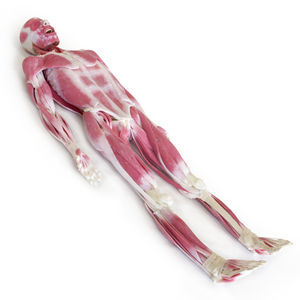 Anatomisches Modell / Gelenk 1