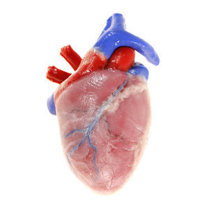 Anatomisches Modell / Herz 1