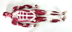 Anatomisches Modell / Gelenk 1