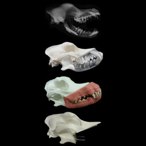 Anatomisches Modell / Schädel / für Zahnchirurgie / Hund