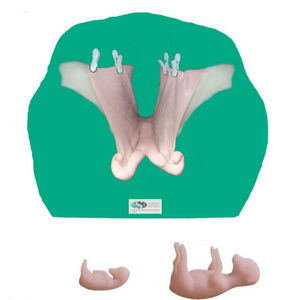 Anatomisches Modell / Gebärmutter