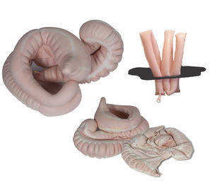 anatomisches Modell des Stoffwechselsystems
