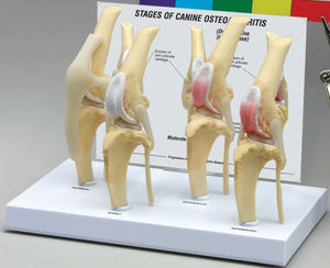 Anatomisches Modell / Knochen 1