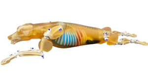 Veterinäres Testphantom / IRM 1