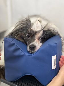 Kopfkissen für Veterinärmedizin 1