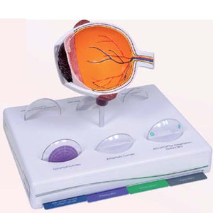 Auge anatomisches Modell