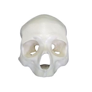 anatomisches Schädelmodell